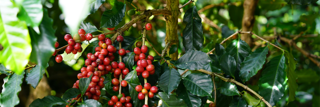 What Is Specialty Coffee? How It’s Graded & Why It’s the Best Choice for Coffee Lovers in Australia