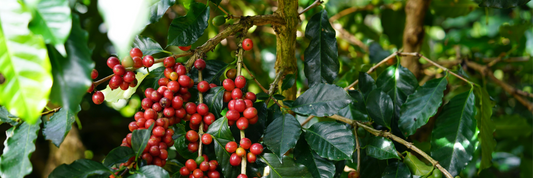 What Is Specialty Coffee? How It’s Graded & Why It’s the Best Choice for Coffee Lovers in Australia